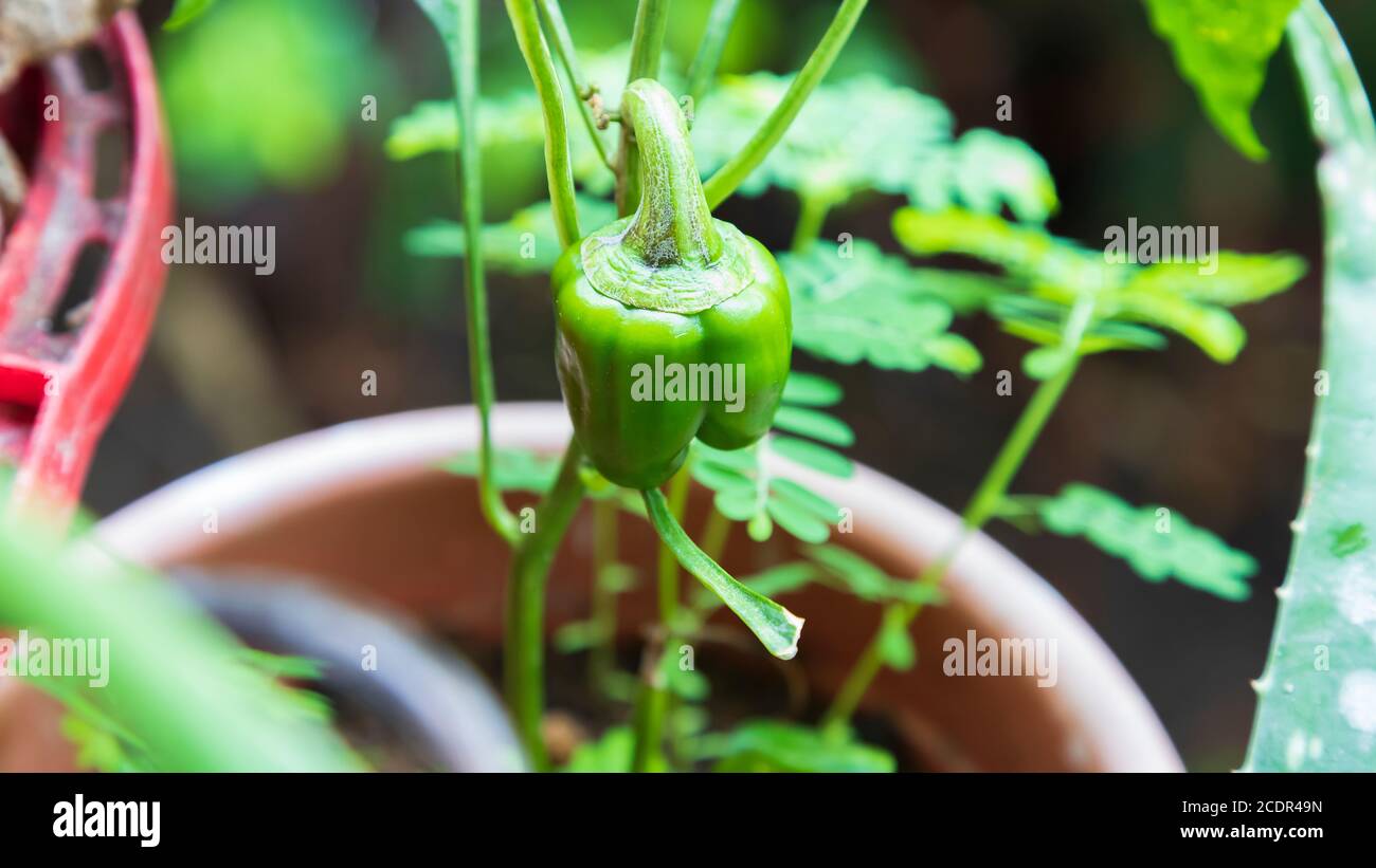 Primo piano di un peperone verde (varietà Goliath) crescere in un palo di fiori marrone Foto Stock