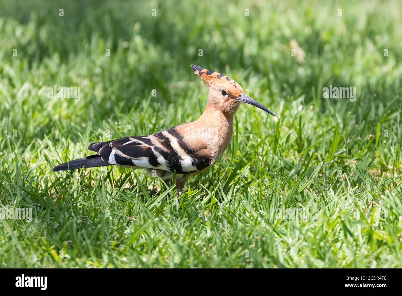 African Hoopoe (Upupa africana / Upupa epans africana) Capo Occidentale, Sud Africa in tarda primavera sull'erba Foto Stock