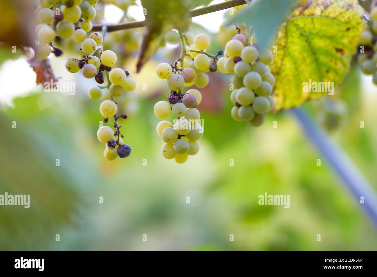 Vigneti in autunno. L'uva matura in autunno. Le uve del cluster Foto Stock