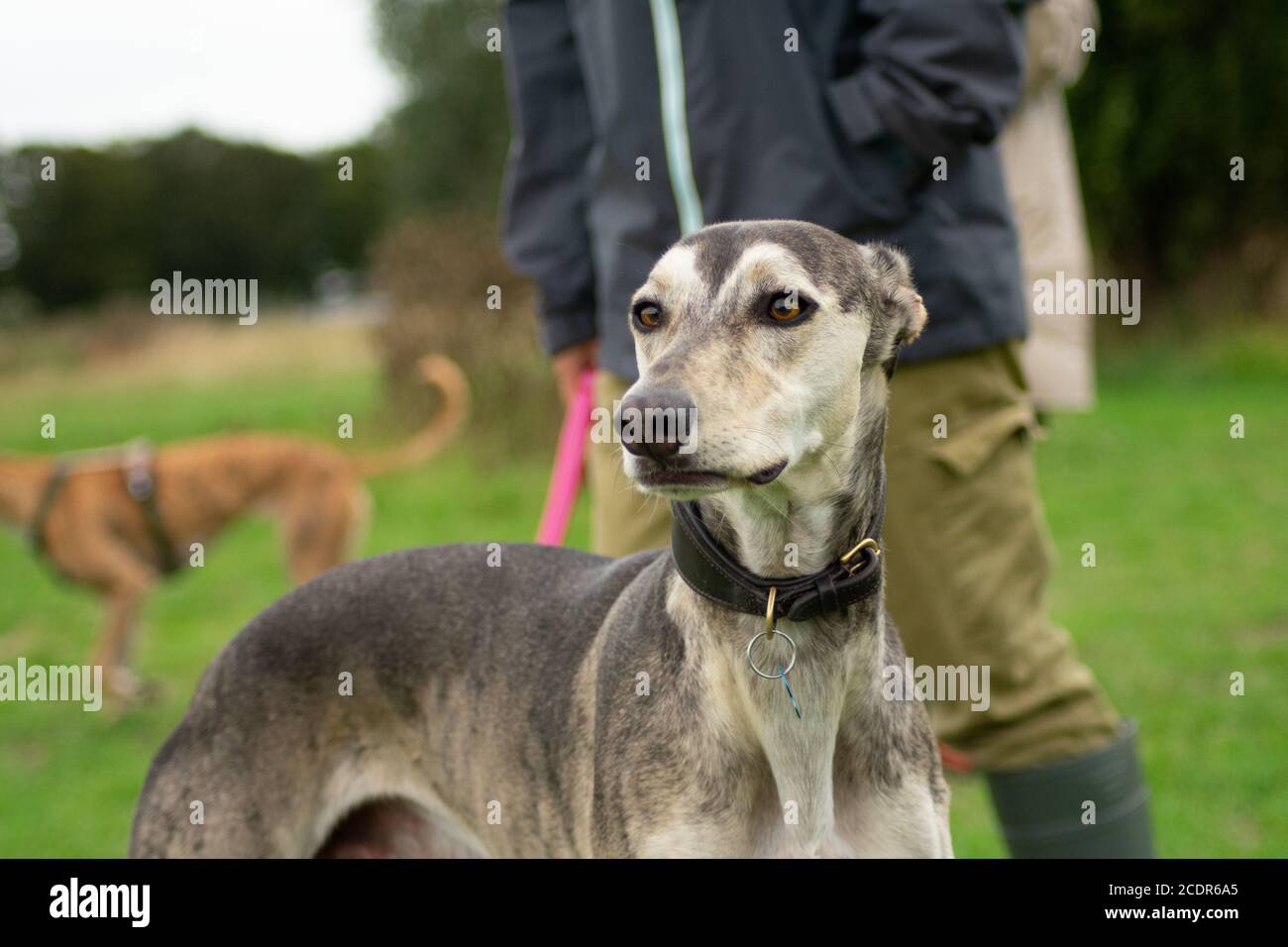 Ritratto Greyhound Foto Stock