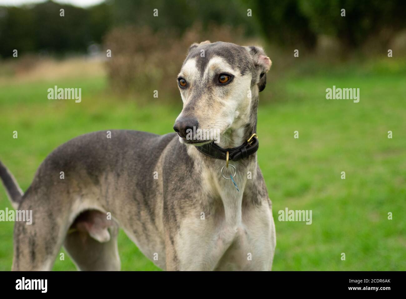 Ritratto Greyhound Foto Stock