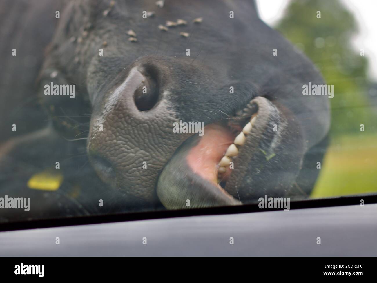 Immagine offuscata dell'auto da leccatura della mucca vista attraverso il parabrezza dell'auto Foto Stock