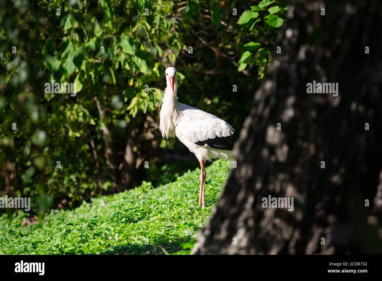 La cicogna bianca (Ciconia ciconia) è un uccello della famiglia delle cicogne, Ciconiidae. Il suo piumaggio è principalmente bianco, con nero sulle ali dell'uccello. Foto Stock