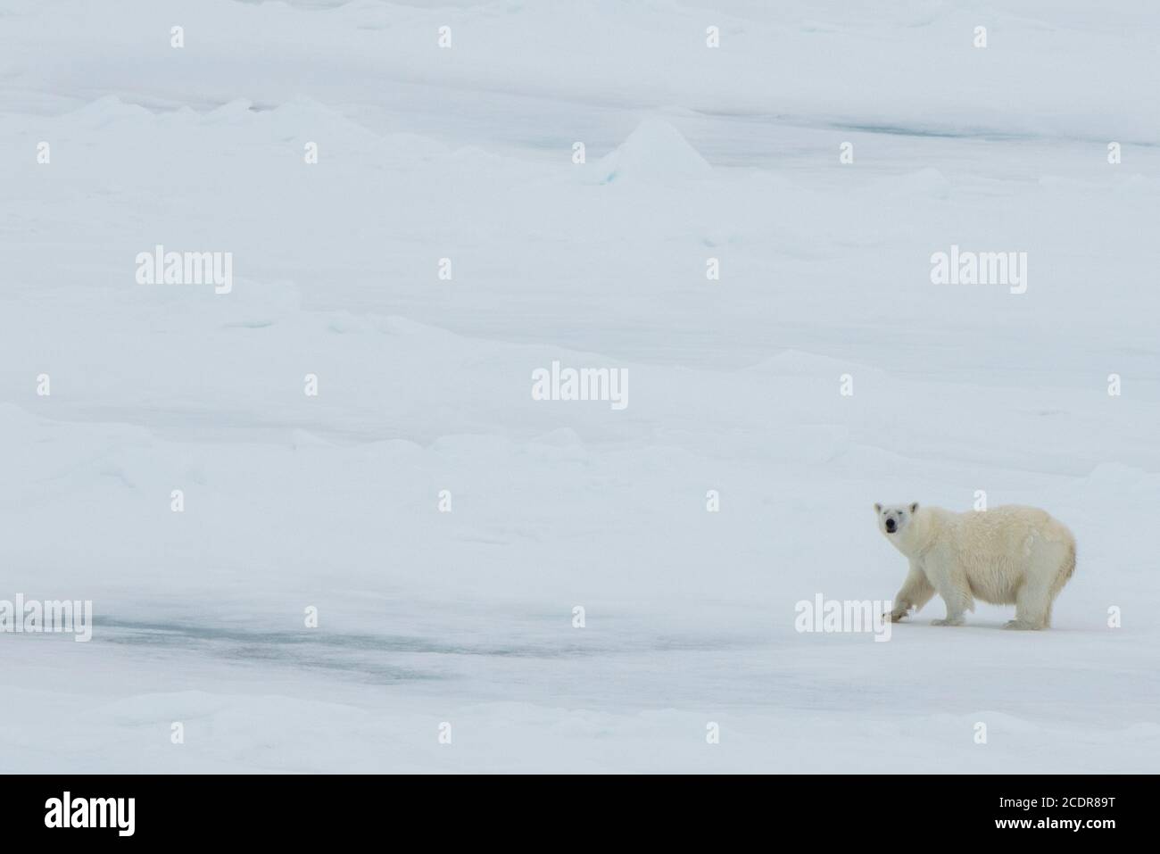 Russia, Alto Artico, Franz Josef Land. Grande orso polare solone. Foto Stock