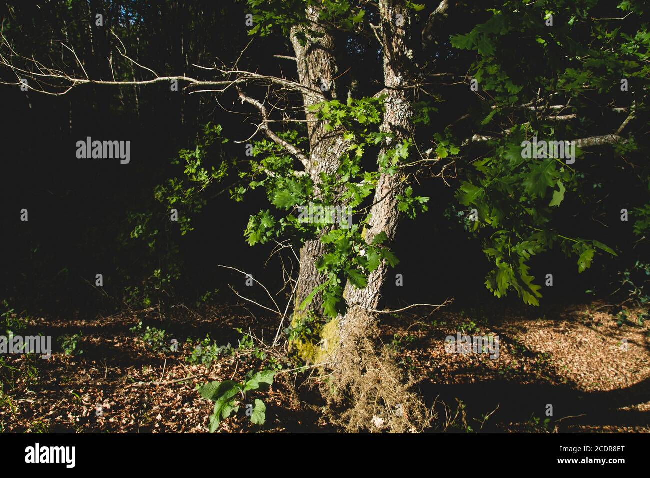 Querce nel bosco primaverile Foto Stock