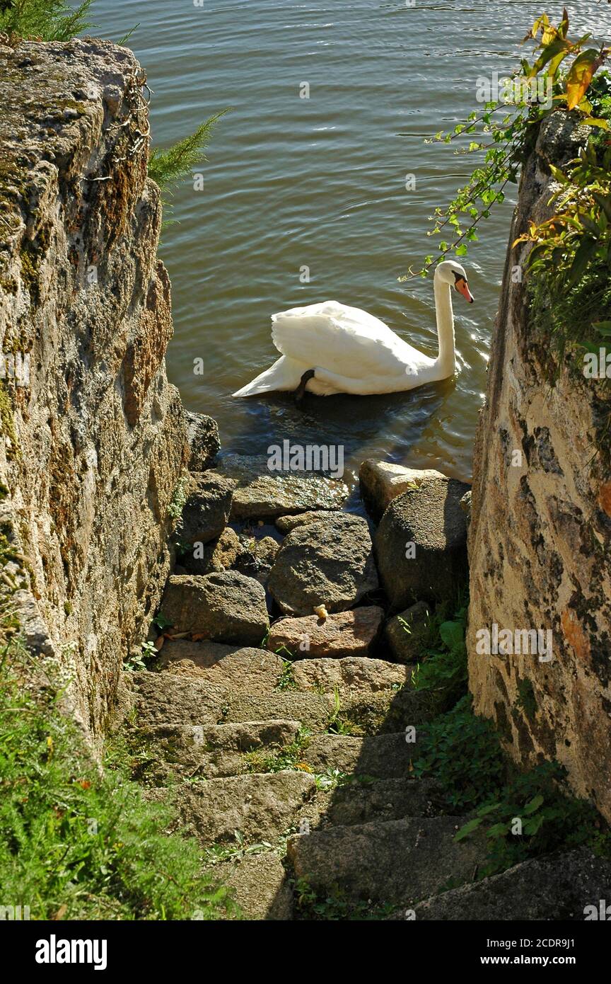 Mute swan, (Cygnus olor) sul fossato vicino al palco di atterraggio, Chateau, Mortemart, Haute VienneLimousin Francia. Ottobre. Une des più belles villaggi. Foto Stock