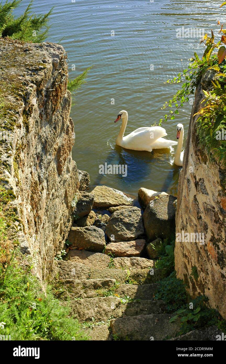 Mute cigni, (Cygnus olor) sul fossato vicino allo stadio di atterraggio di Chateau a Mortemart, Hautevienne, Limousin, Francia, ottobre. Foto Stock