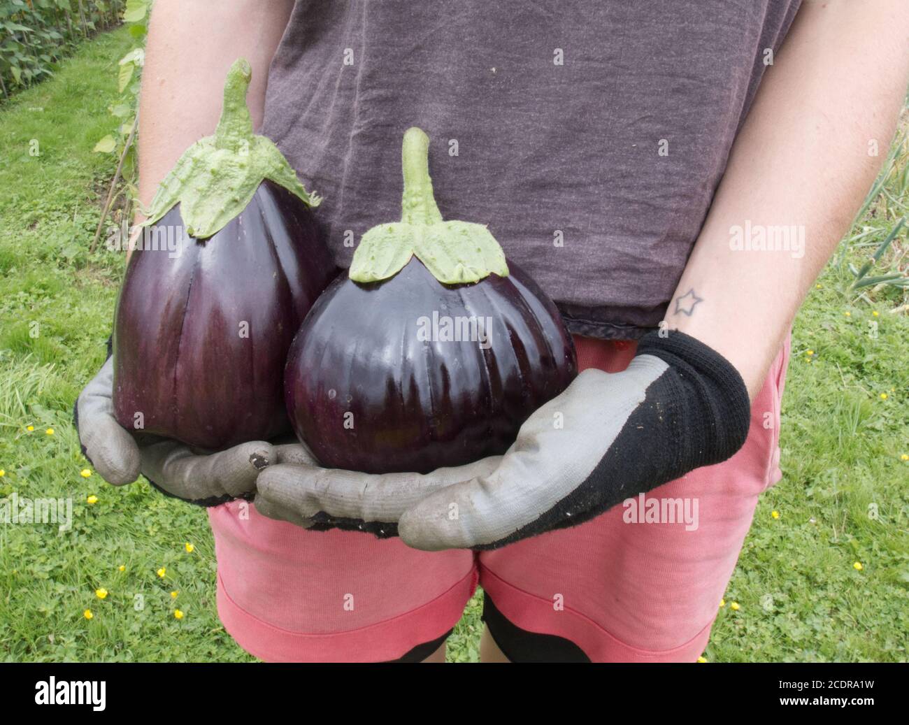 Donna che tiene due melanzane appena prelevate e coltivate organicamente. Foto Stock
