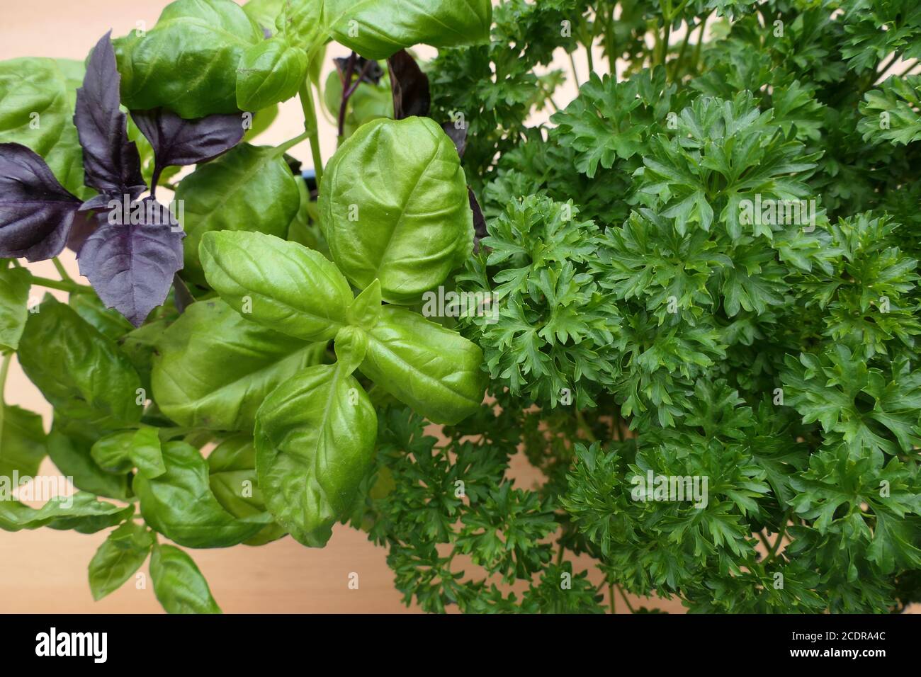 Piante aromatiche fresche ed erbe aromatiche: basilico di rubin rosso, prezzemolo e basilico verde Foto Stock