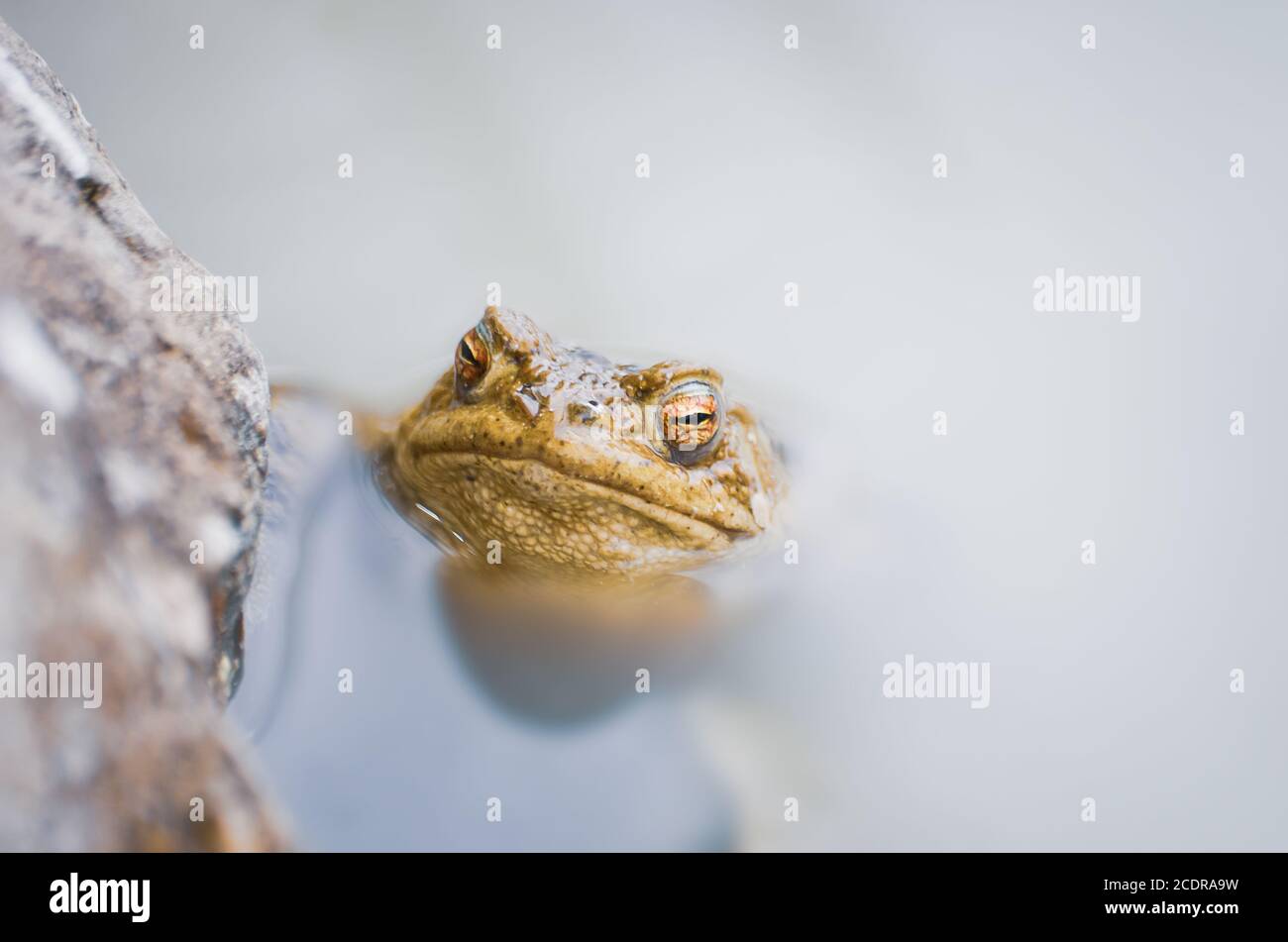 Toad comune, Bufo bufo, in uno stagno. Foto Stock