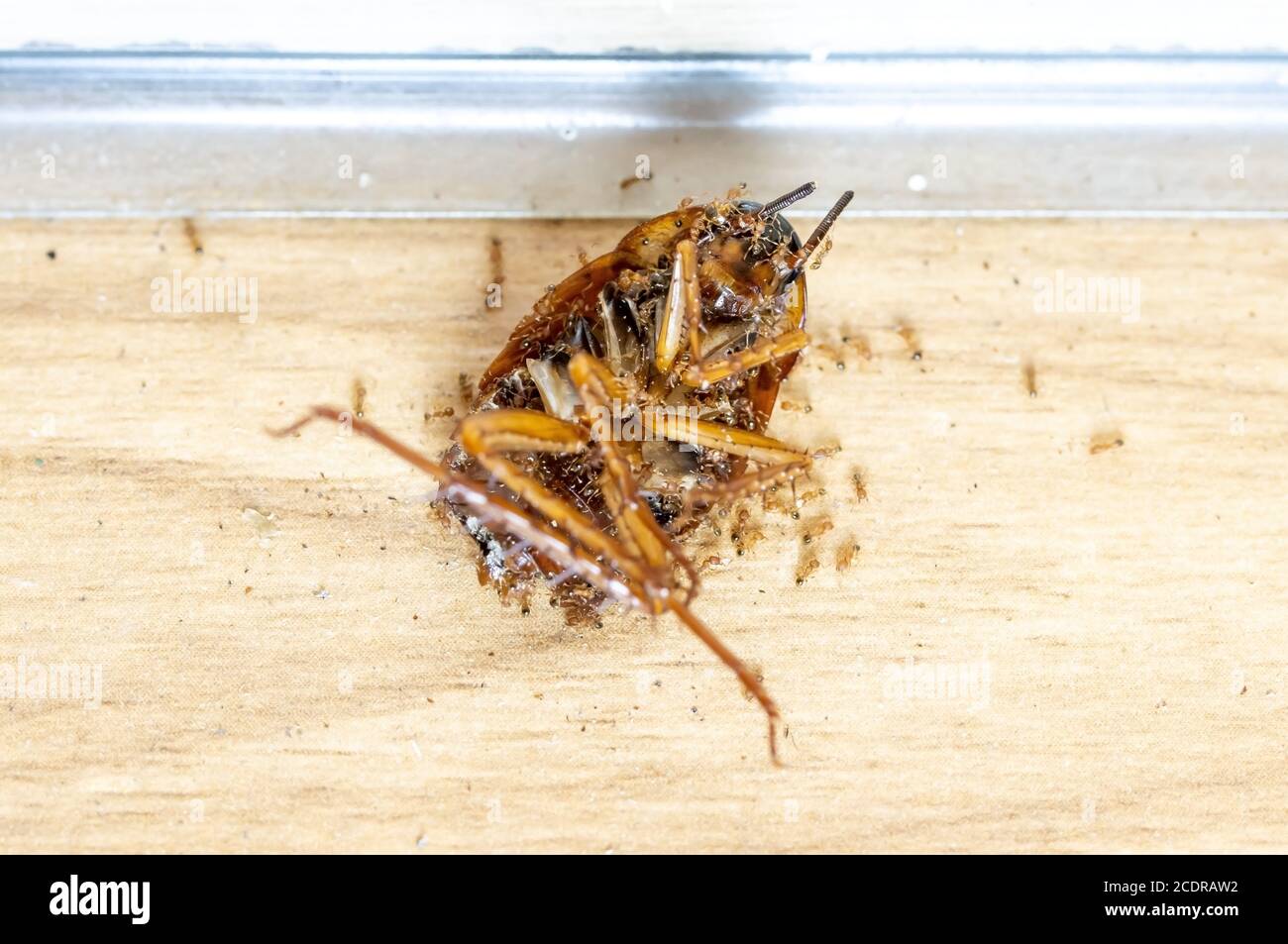 Formiche cammina su un grande coleottero morto. Un sacco di formiche stanno lavorando per liberare il pavimento in cucina da uno scarafaggio morto. Foto Stock