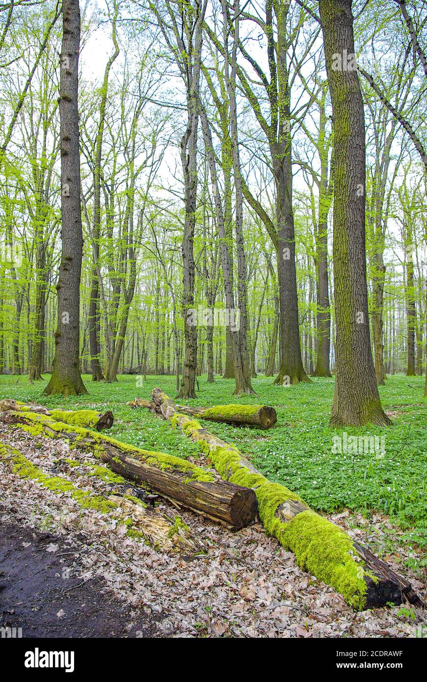 Foresta alluvionale con foresta pluviale e anemoni, Lasker Auwald, Sassonia, Germania. Foto Stock