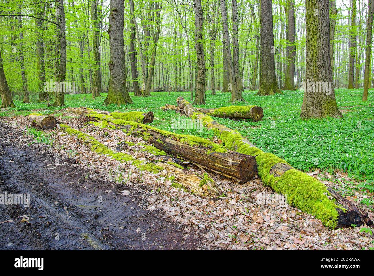 Foresta alluvionale con foresta pluviale e anemoni, Lasker Auwald, Sassonia, Germania. Foto Stock