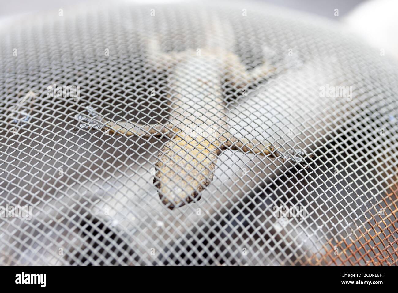 Una piccola lucertola pende capovolta su una rete di acciaio. Il gecko orientale si blocca su una fogna dove scorre l'acqua, Thailandia. Foto Stock