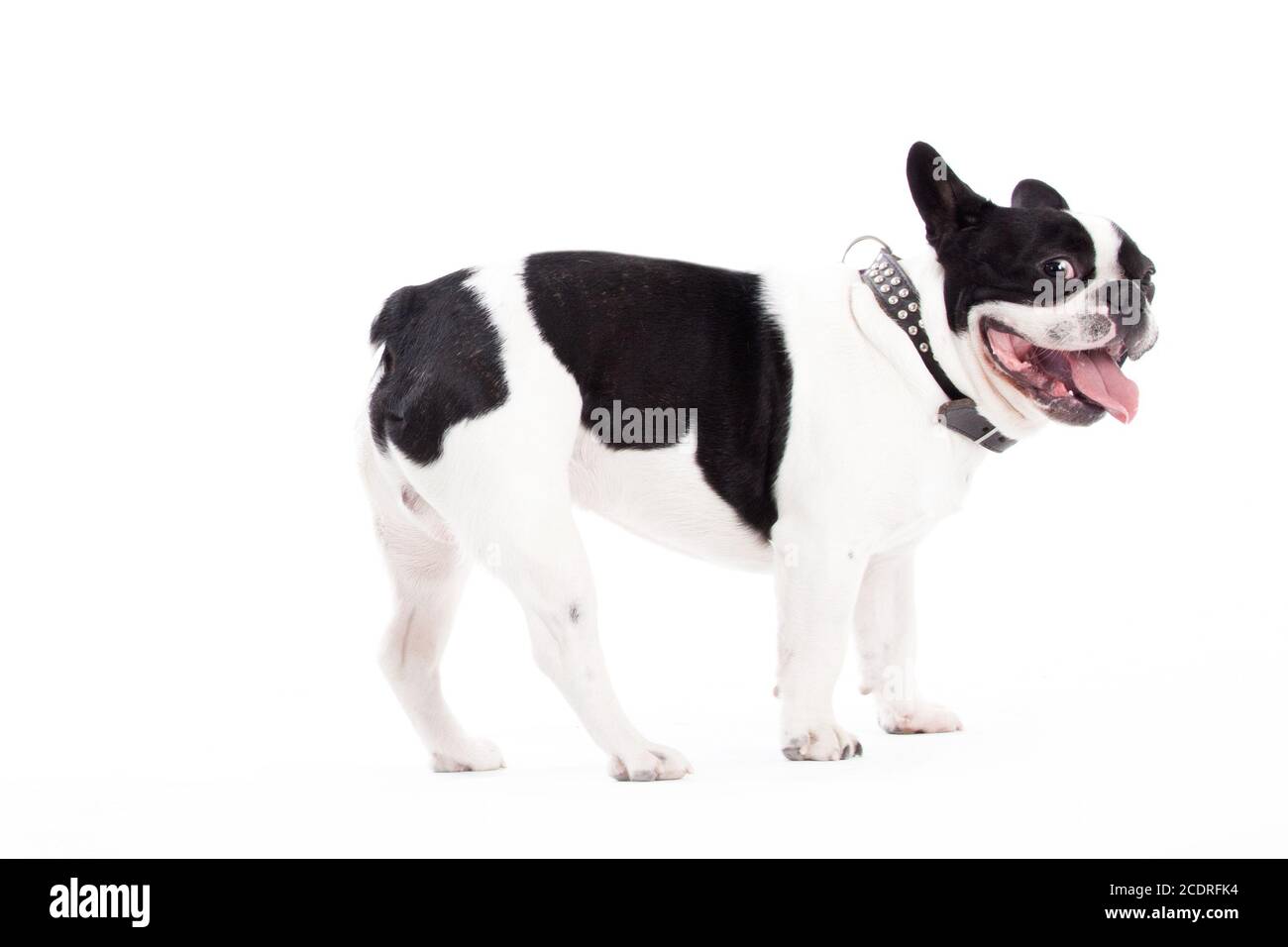 Franse buldog è alla ricerca Foto Stock