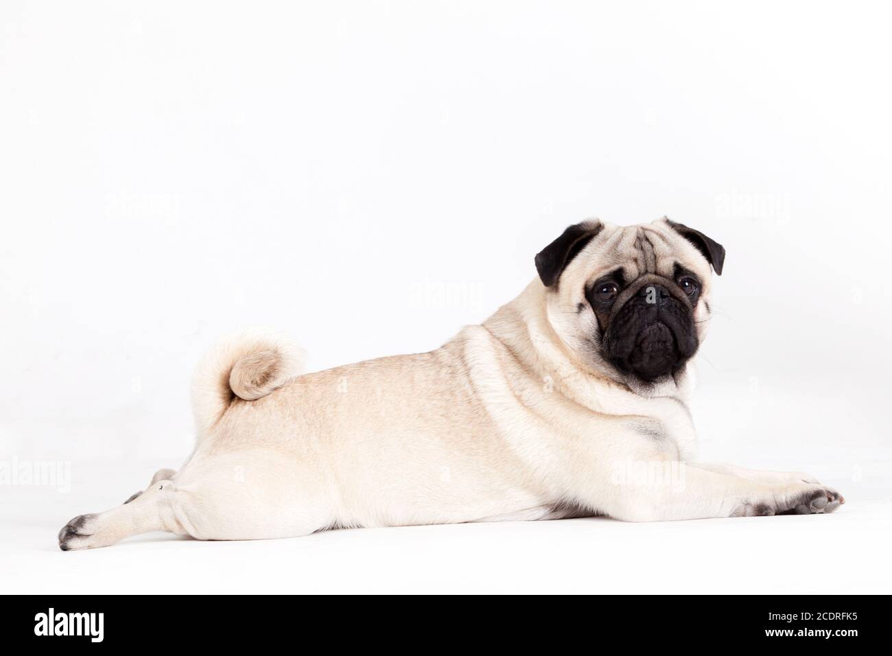 Pug dog stabilisce Foto Stock