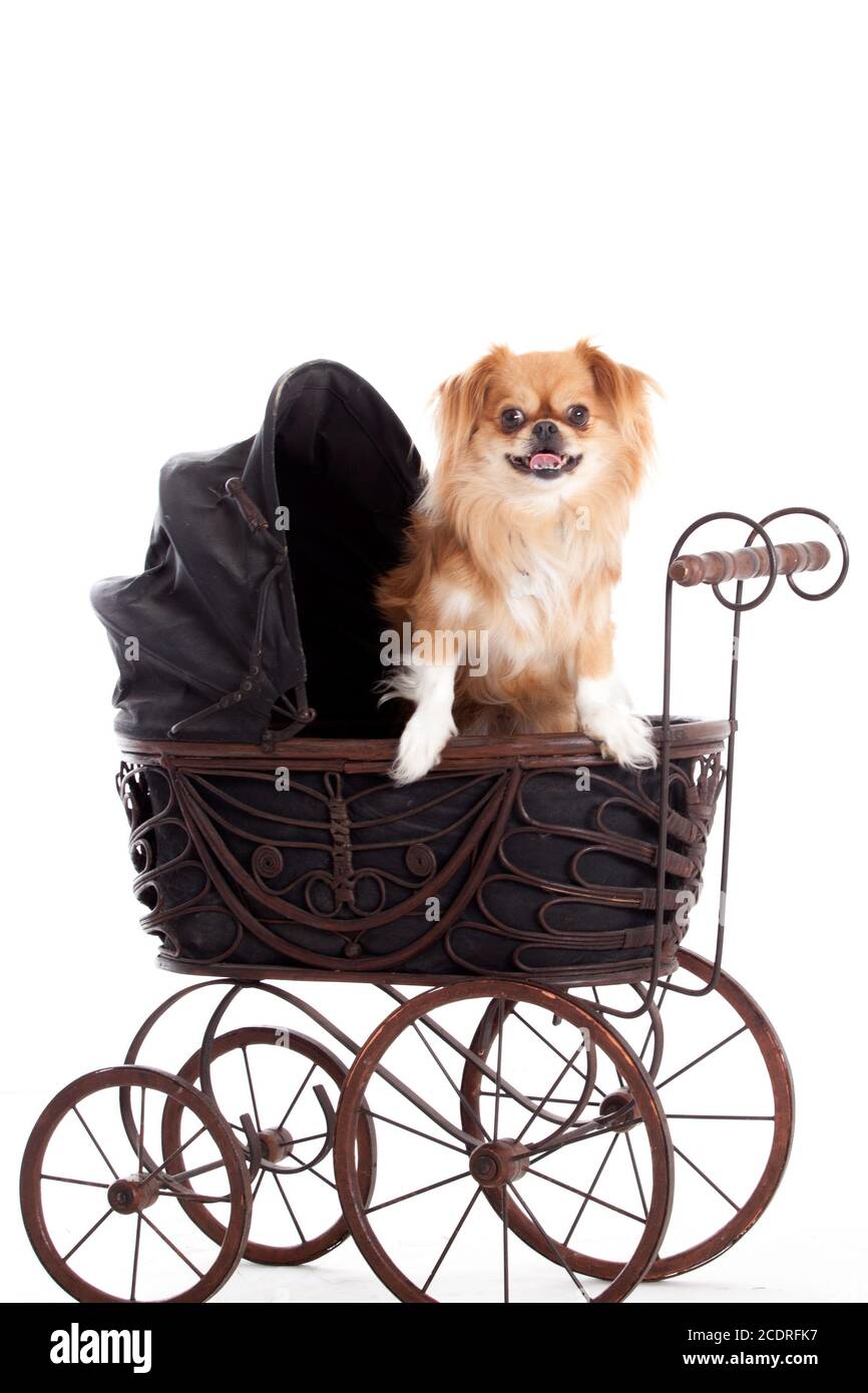 Chihuahua in un contenuto della PRAM Foto Stock