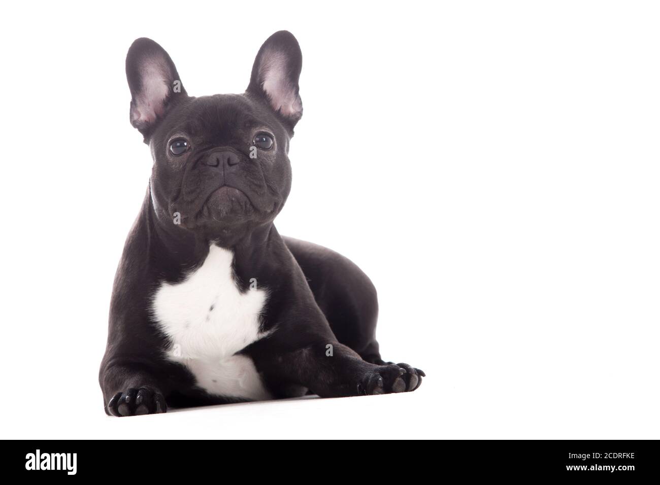Franse buldog su bianco Foto Stock