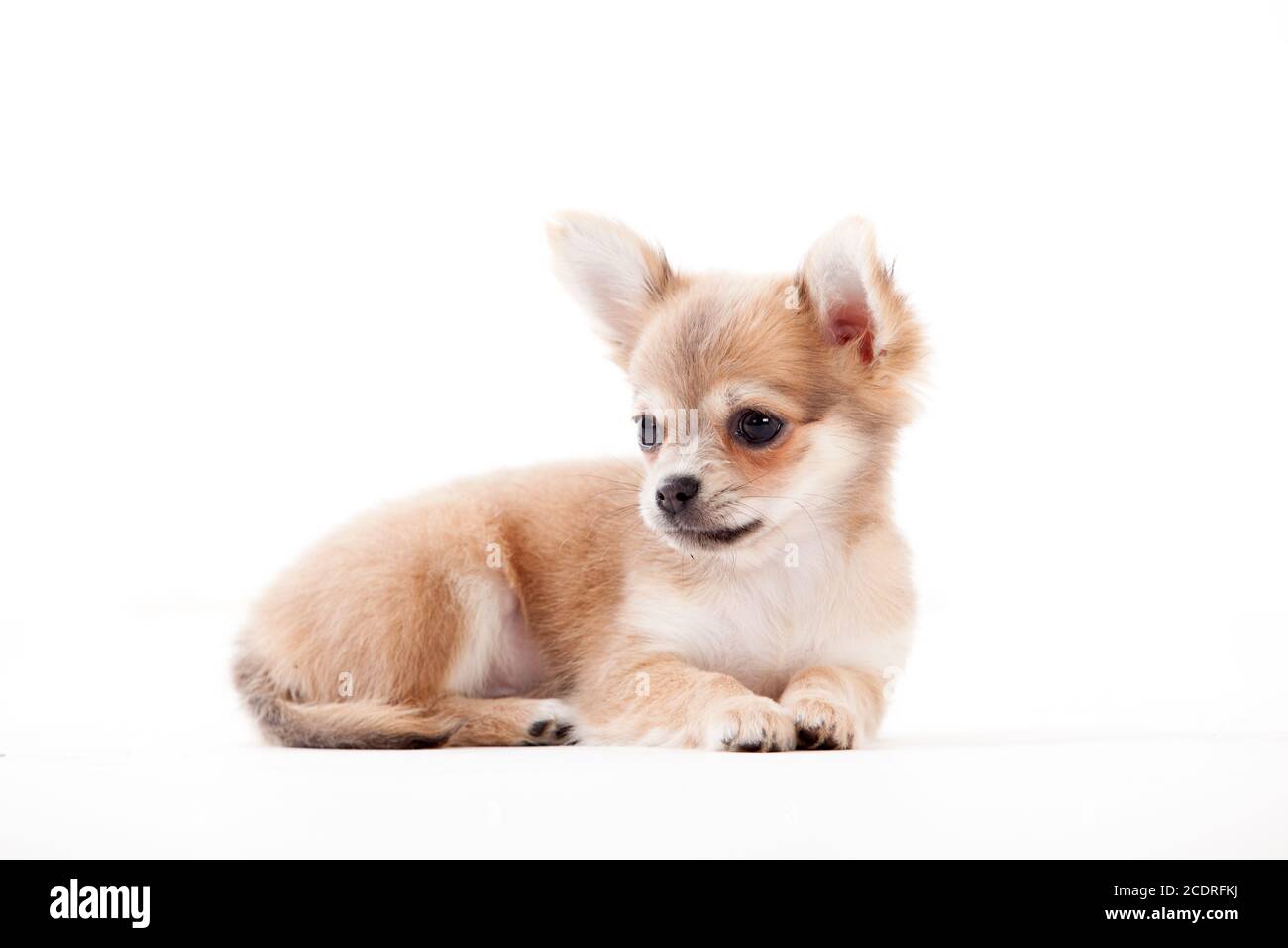 Chihuahua su bianco Foto Stock