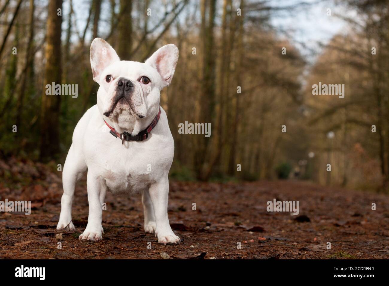 Franse buldog in piedi nella foresta Foto Stock