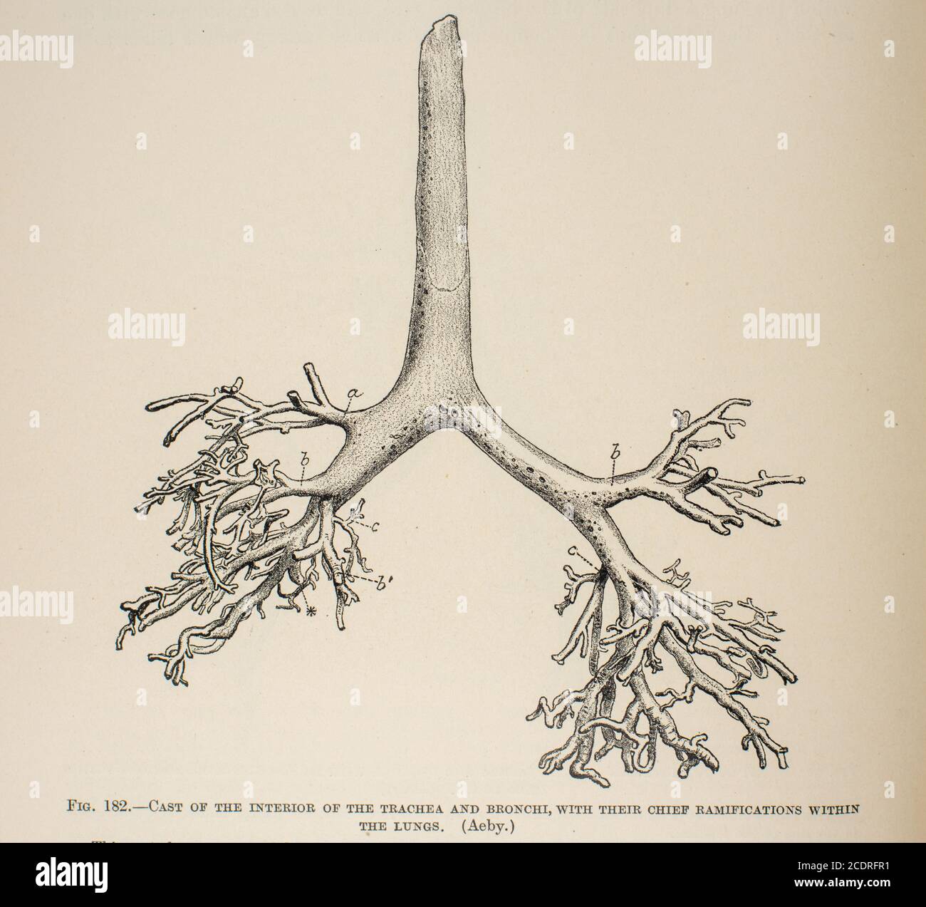 Elementi di anatomia di Quain col. III pubblicato nel 1896, trachea e bronchi. Foto Stock