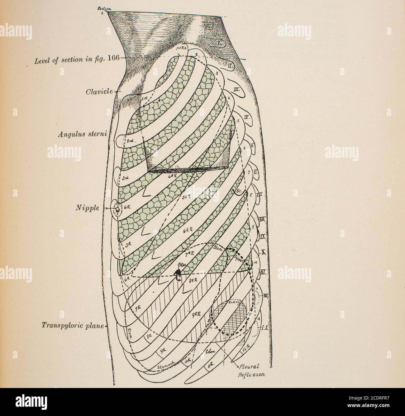Elementi di anatomia di Quain col. III pubblicato nel 1896, vista laterale del torace. Foto Stock