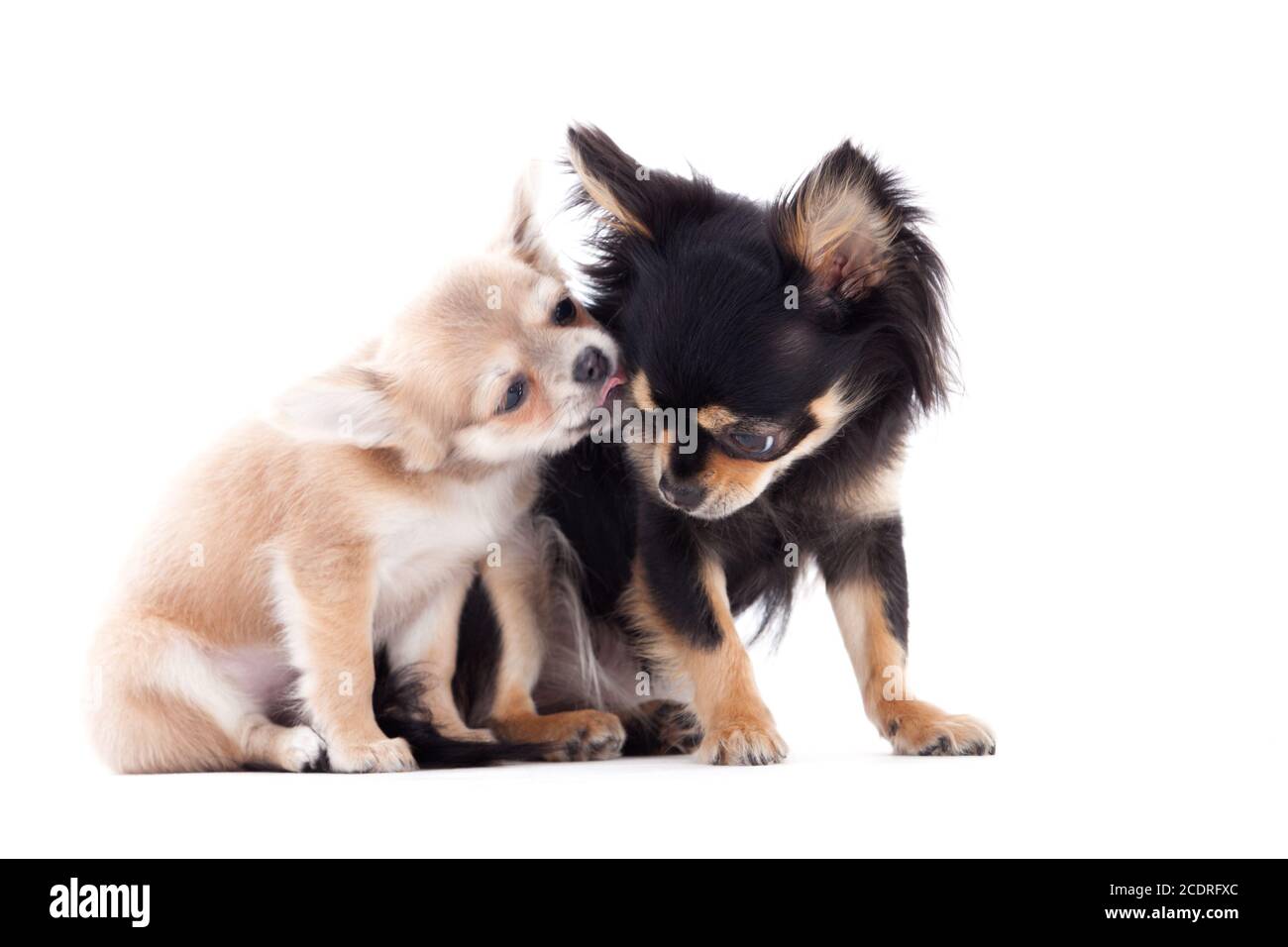 2 chihuahua cani sono la cura Foto Stock