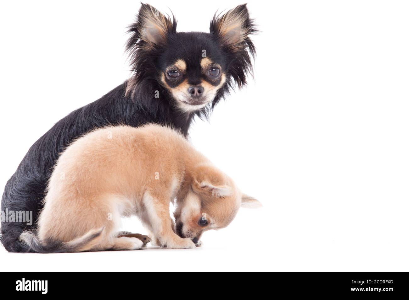 Sweet chihuahua cani Foto Stock