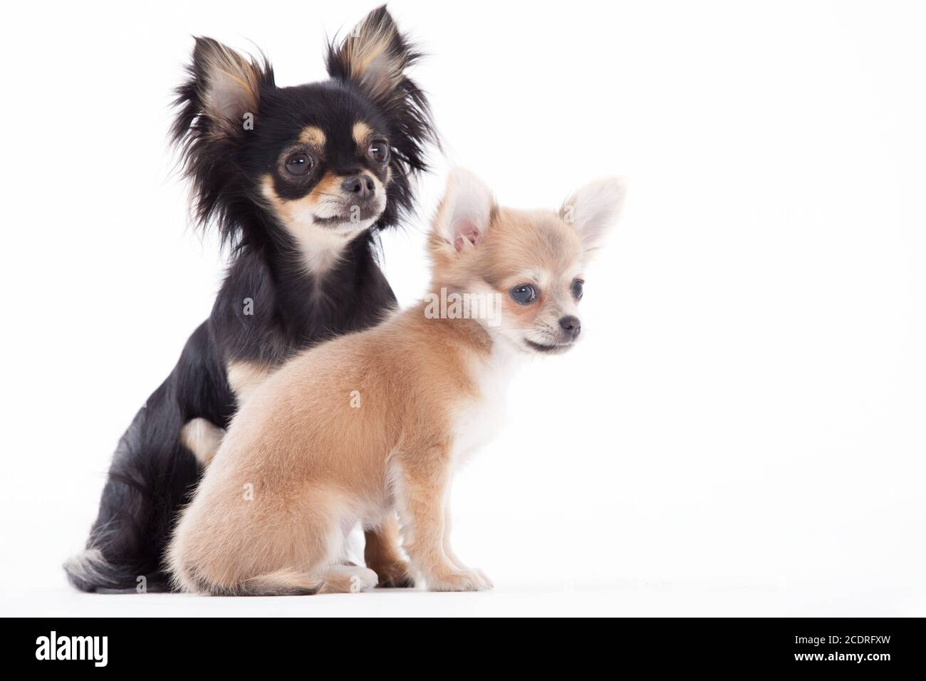 Bellissimo chihuahua cani Foto Stock