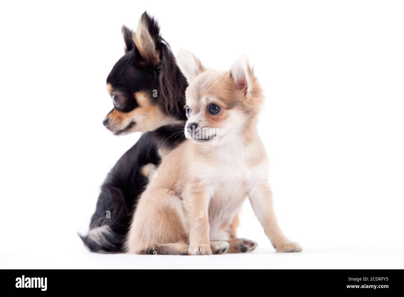 Grazioso chihuahua cani Foto Stock