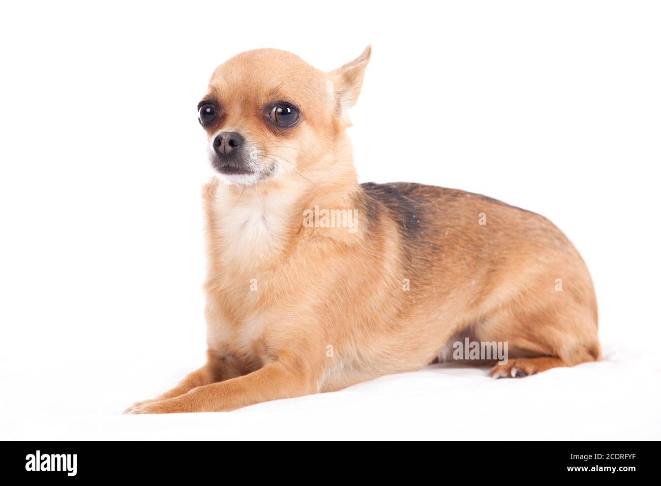 Chihuahua che stabilisce Foto Stock