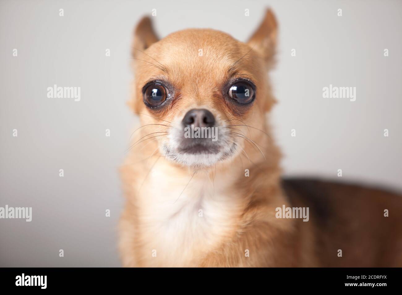 Ritratto di un chihuahua Foto Stock