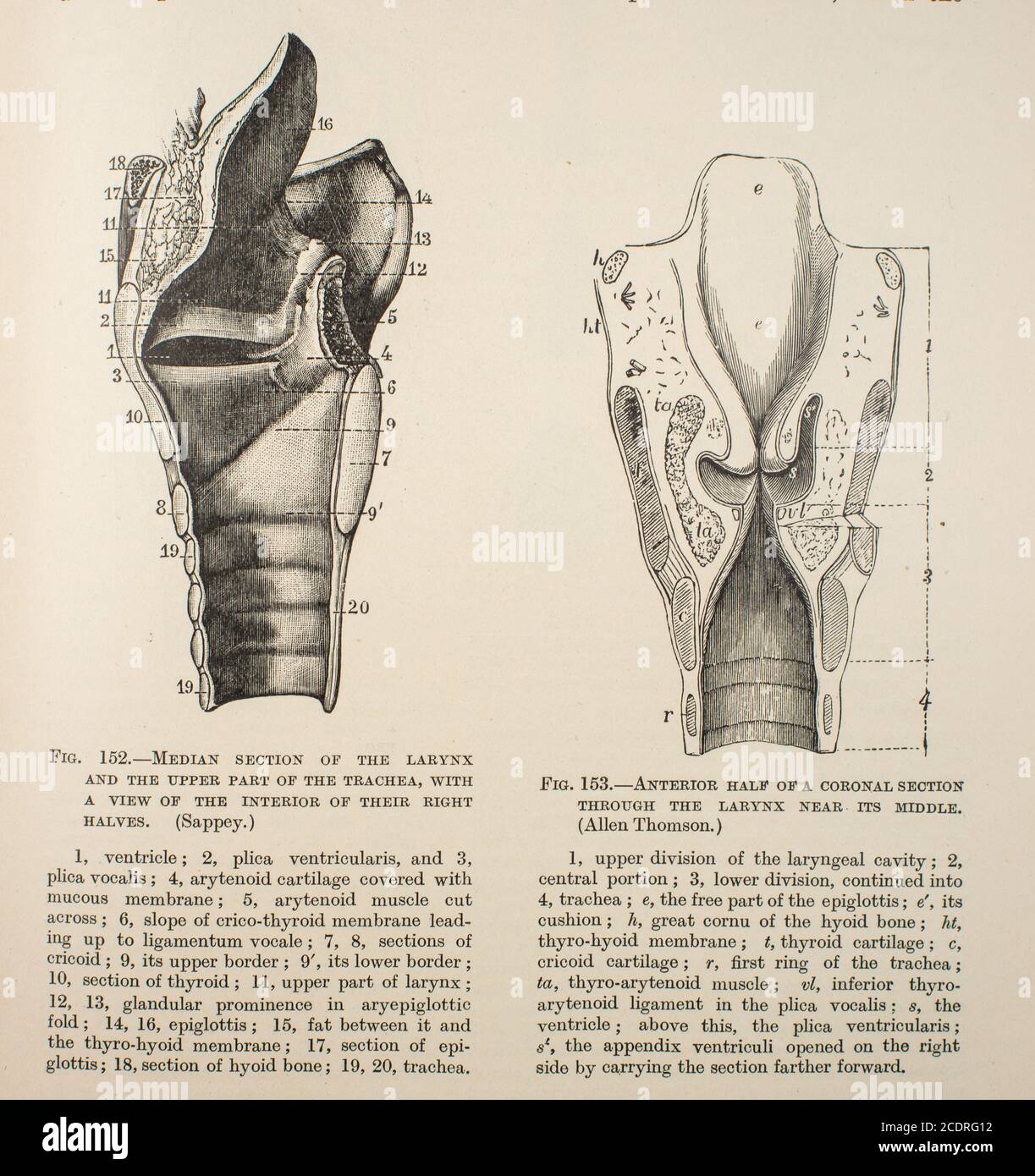 Elementi di anatomia di Quain col. III pubblicato nel 1896, laringe. Foto Stock