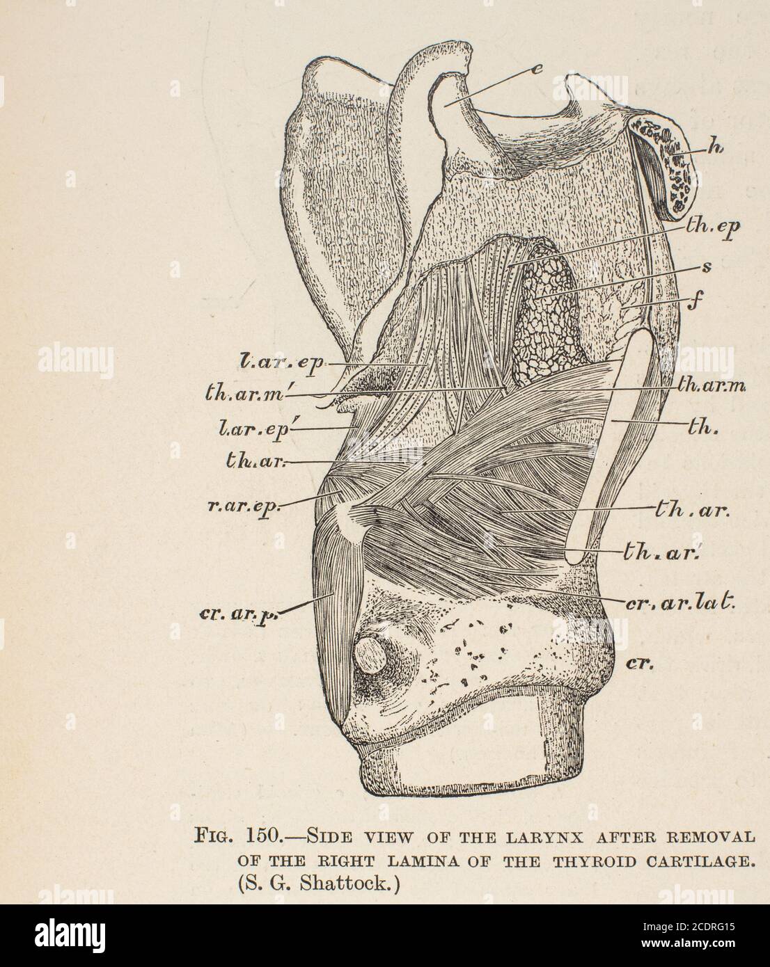 Elementi di anatomia di Quain col. III pubblicato nel 1896, laringe. Foto Stock