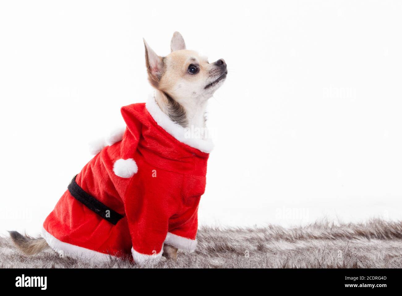 Chihuahua in abito di natale Foto Stock