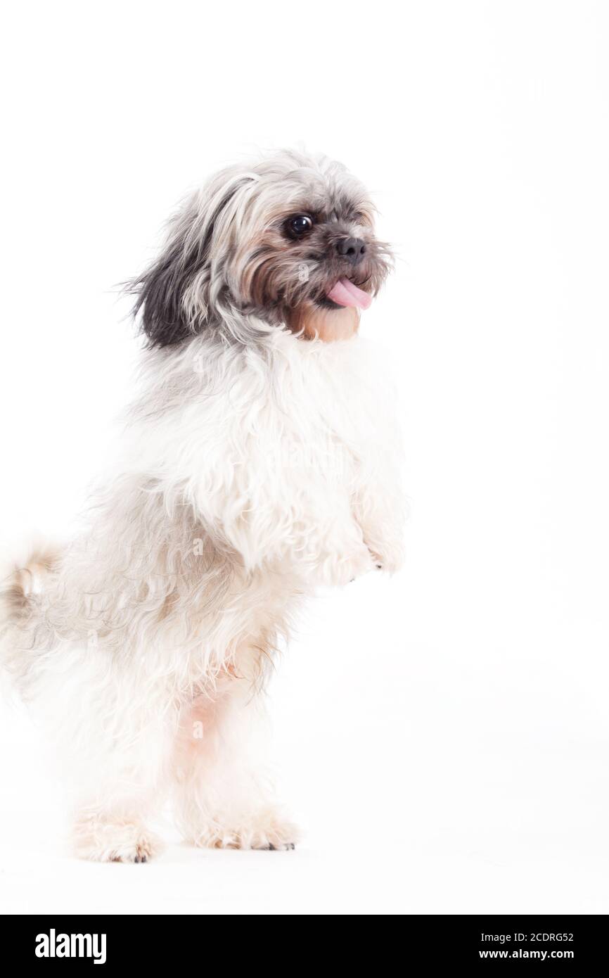 Shi tzu è jumping Foto Stock