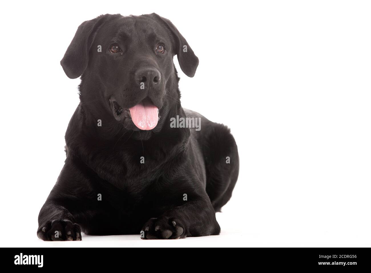 Il Labrador è alla ricerca Foto Stock