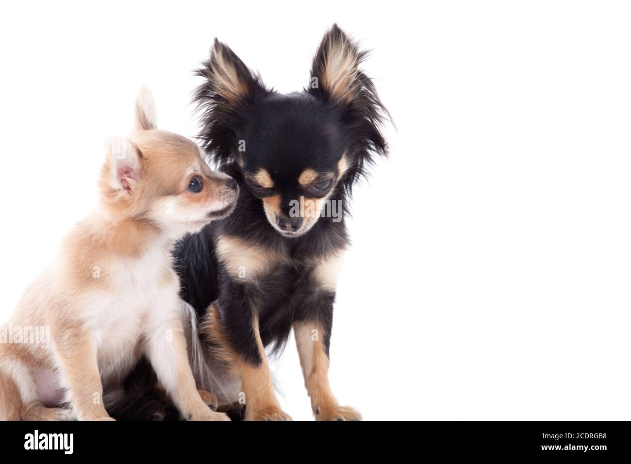 2 chihuahua cani su bianco Foto Stock