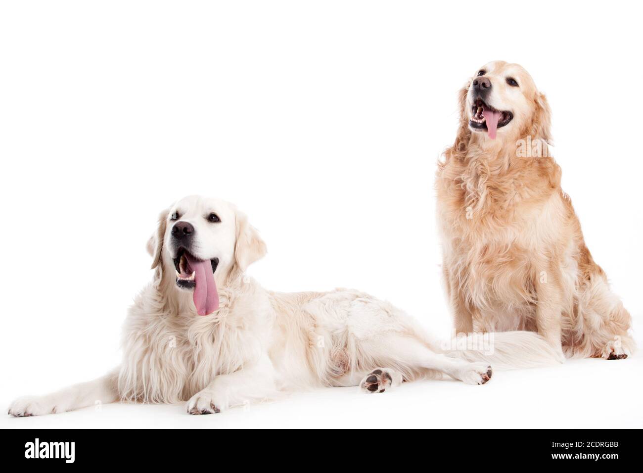 2 golder retriever cani su bianco Foto Stock