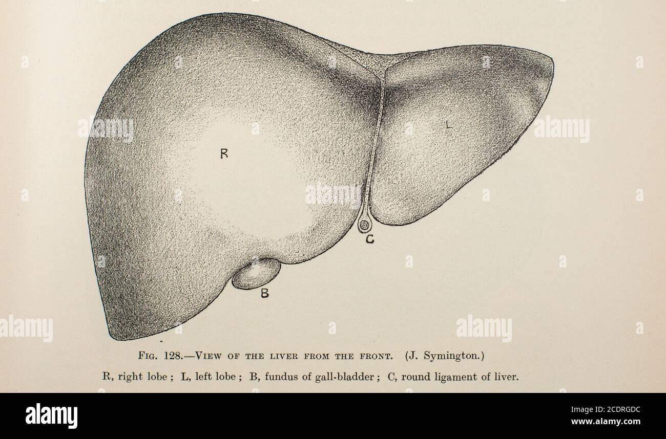 Quain's Elements of Anatomy col. III pubblicato nel 1896, fegato. Foto Stock