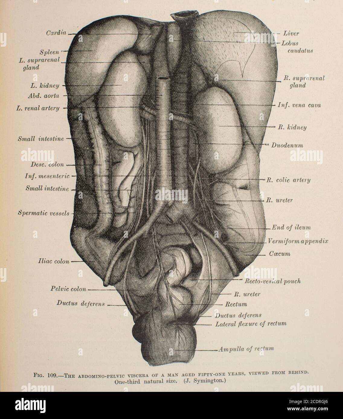 Quain's Elements of Anatomy col. III pubblicato nel 1896. Maschile. Vista posteriore addominale/pelvica. Foto Stock
