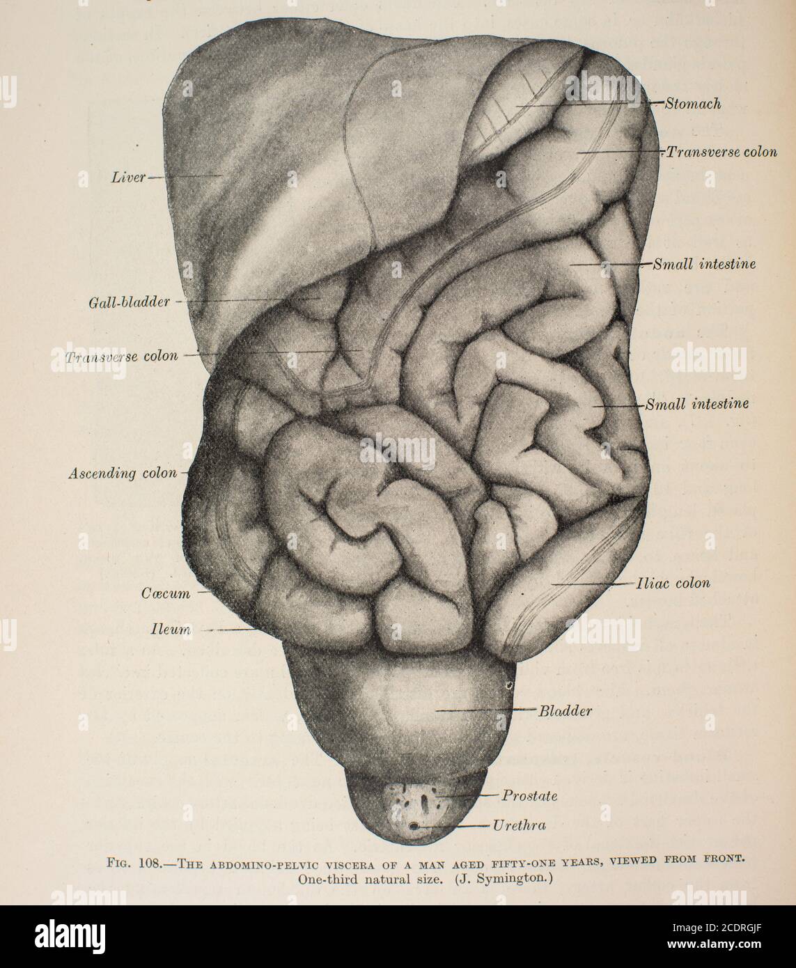 Quain's Elements of Anatomy col. III pubblicato nel 1896, addominale/pelvico, maschile. Foto Stock