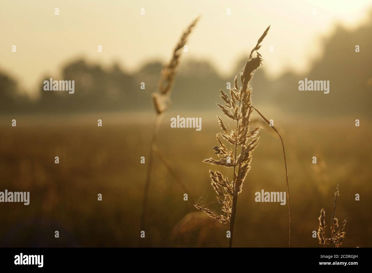 Mattina di settembre su un prato, rugiada di autunno su spighe d'erba, sfondo fuzzy, primo piano, spazio di copia Foto Stock