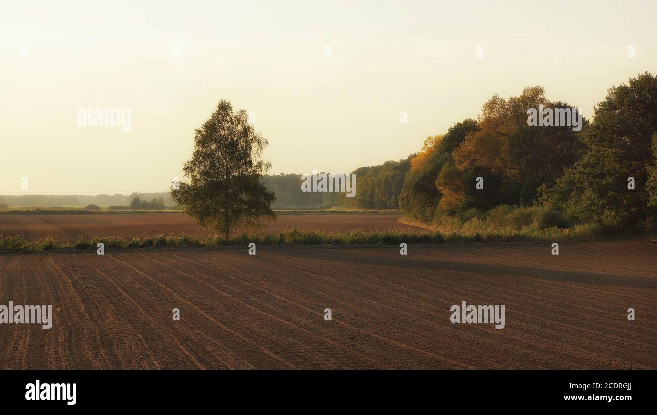 Settembre sera, la betulla che cresce tra i campi arati, ombra gettata da un albero, spazio di copia Foto Stock