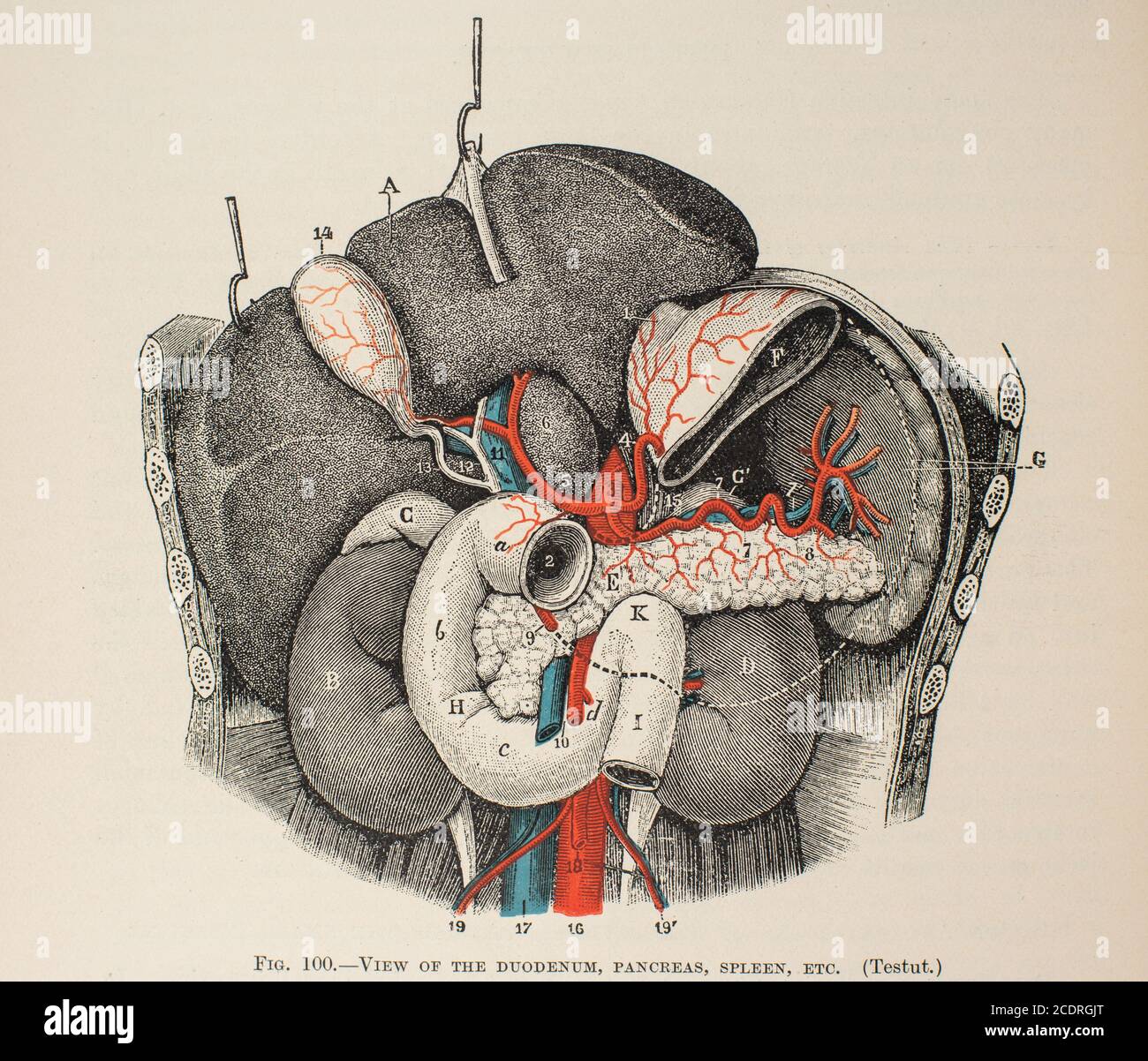 Quain's Elements of Anatomy col. III pubblicato nel 1896, organi digestivi. Foto Stock