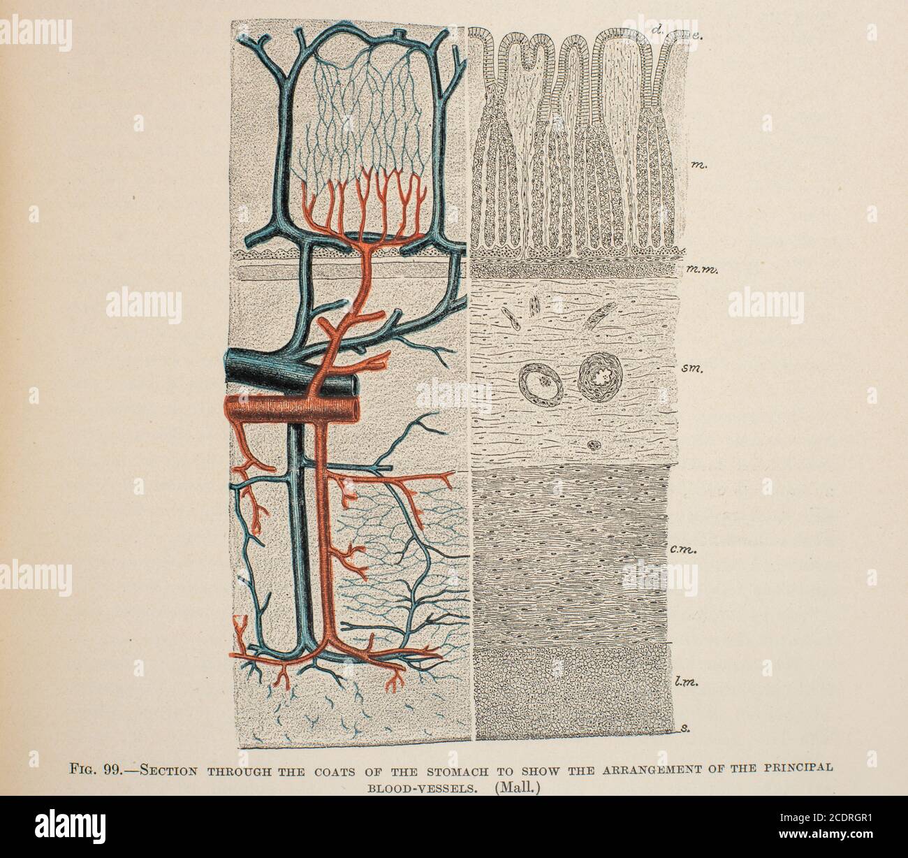 Quain's Elements of Anatomy col. III pubblicato nel 1896, la circolazione. Foto Stock