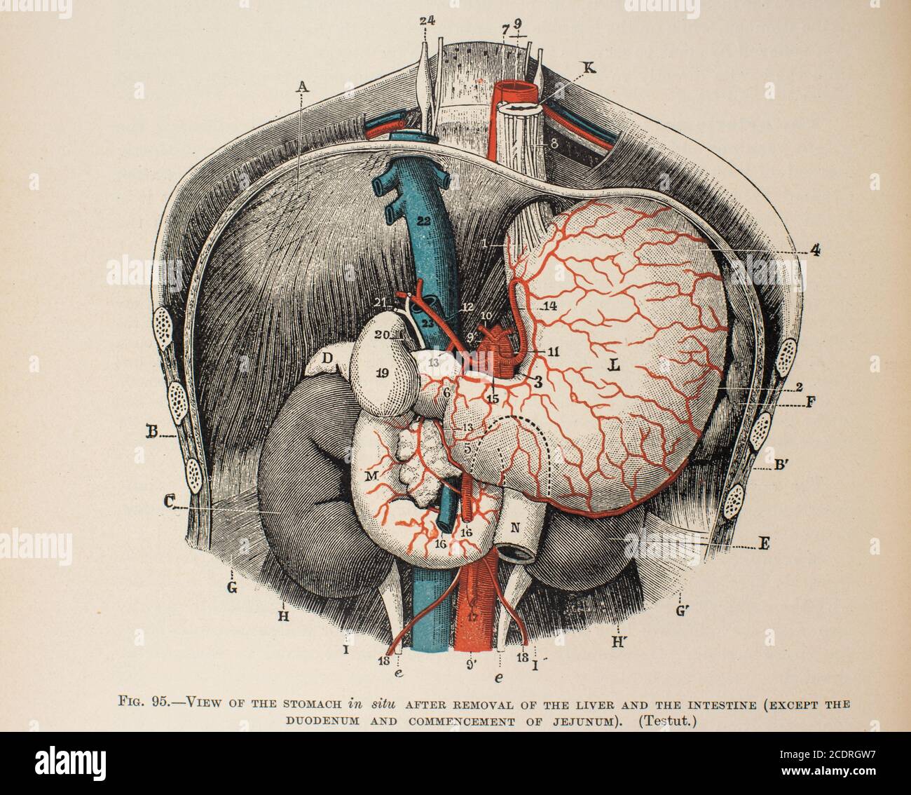 Quain's Elements of Anatomy col. III pubblicato nel 1896, stomaco. Foto Stock