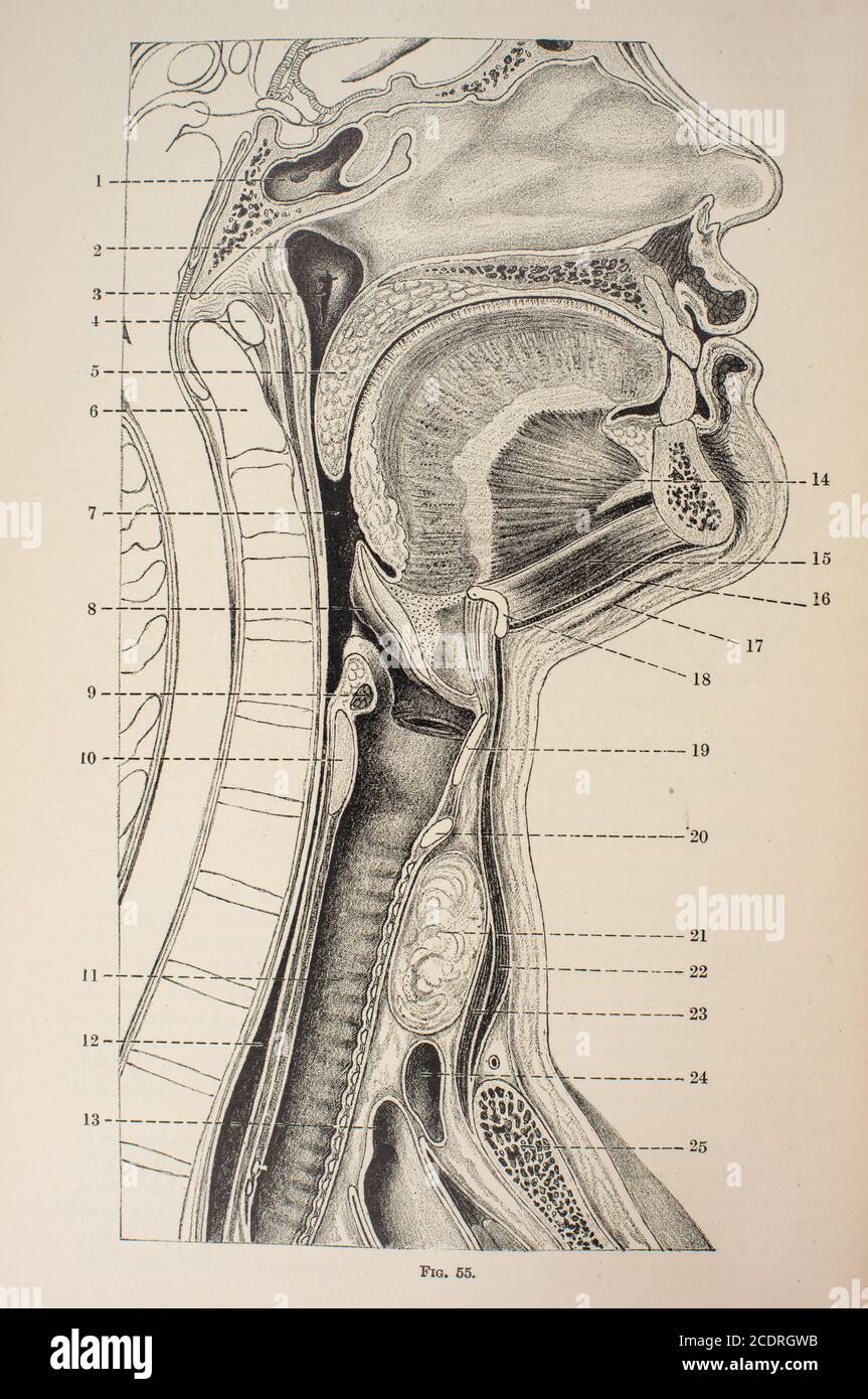 Dal Quain's Elements of Anatomy col. III pubblicato nel 1896, vista laterale di bocca e gola. Foto Stock