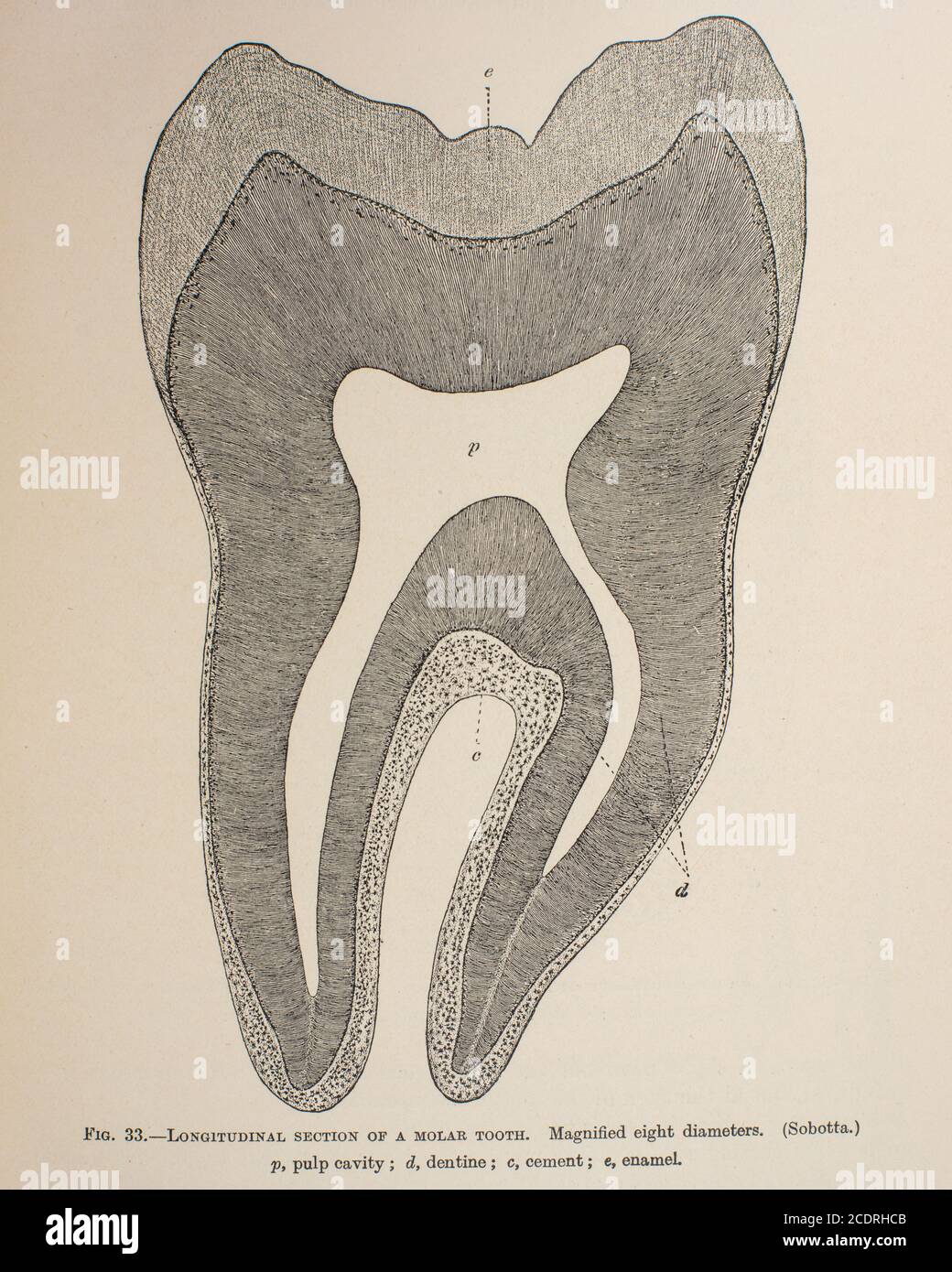 Elementi di Quain dell'anatomia col. III pubblicato nel 1896, un dente. Foto Stock