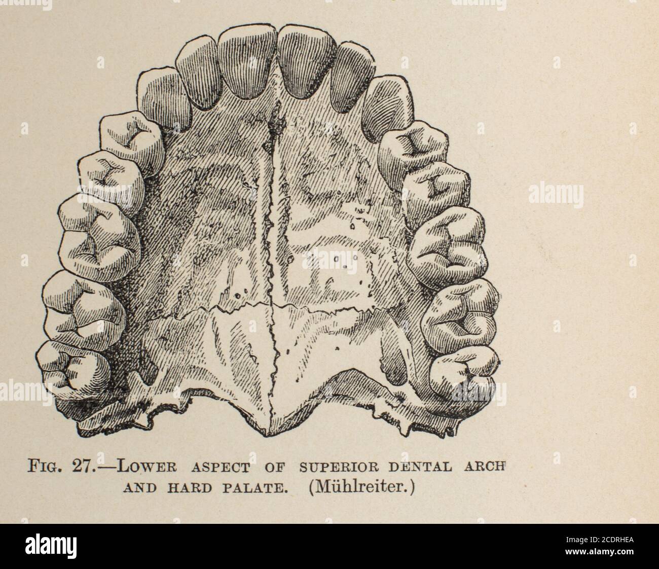 Arco dentale superiore di Quain's Elements of Anatomy Vol. III pubblicato nel 1896 Foto Stock